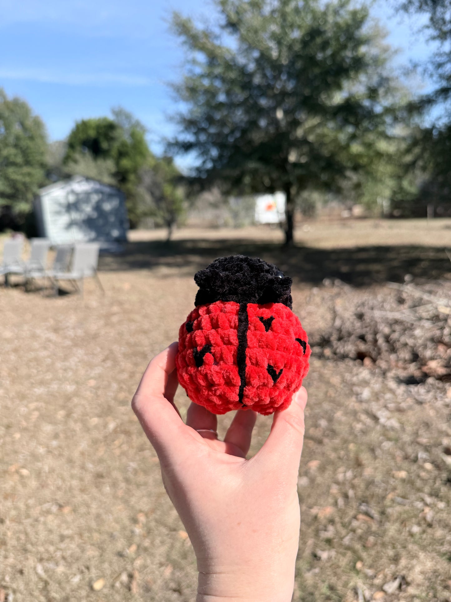 Ladybug