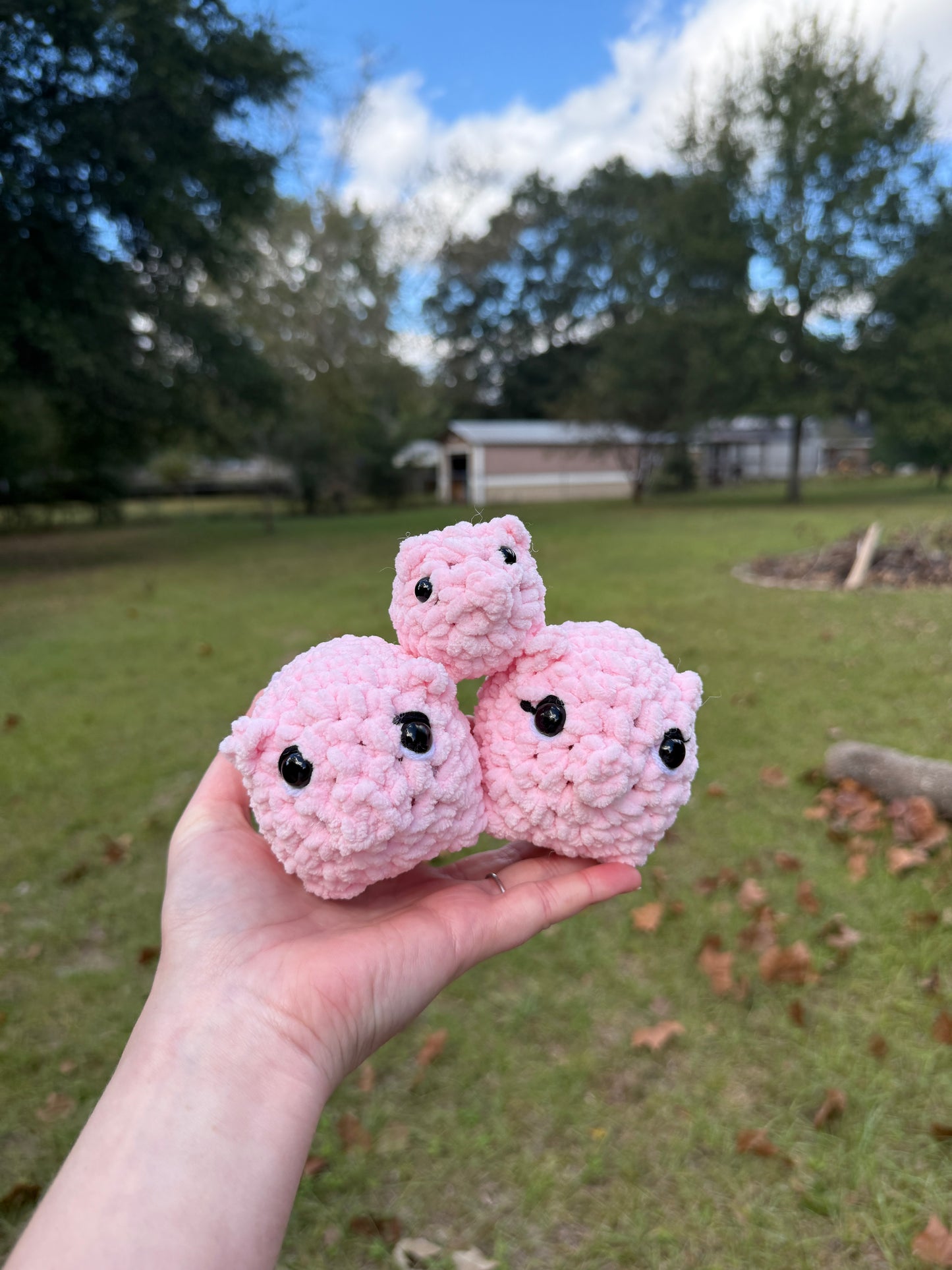 Pig Family