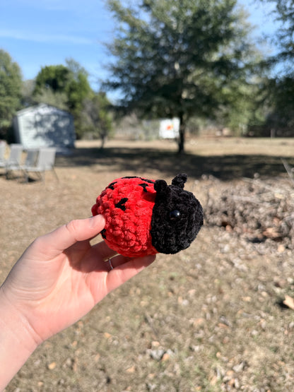 Ladybug