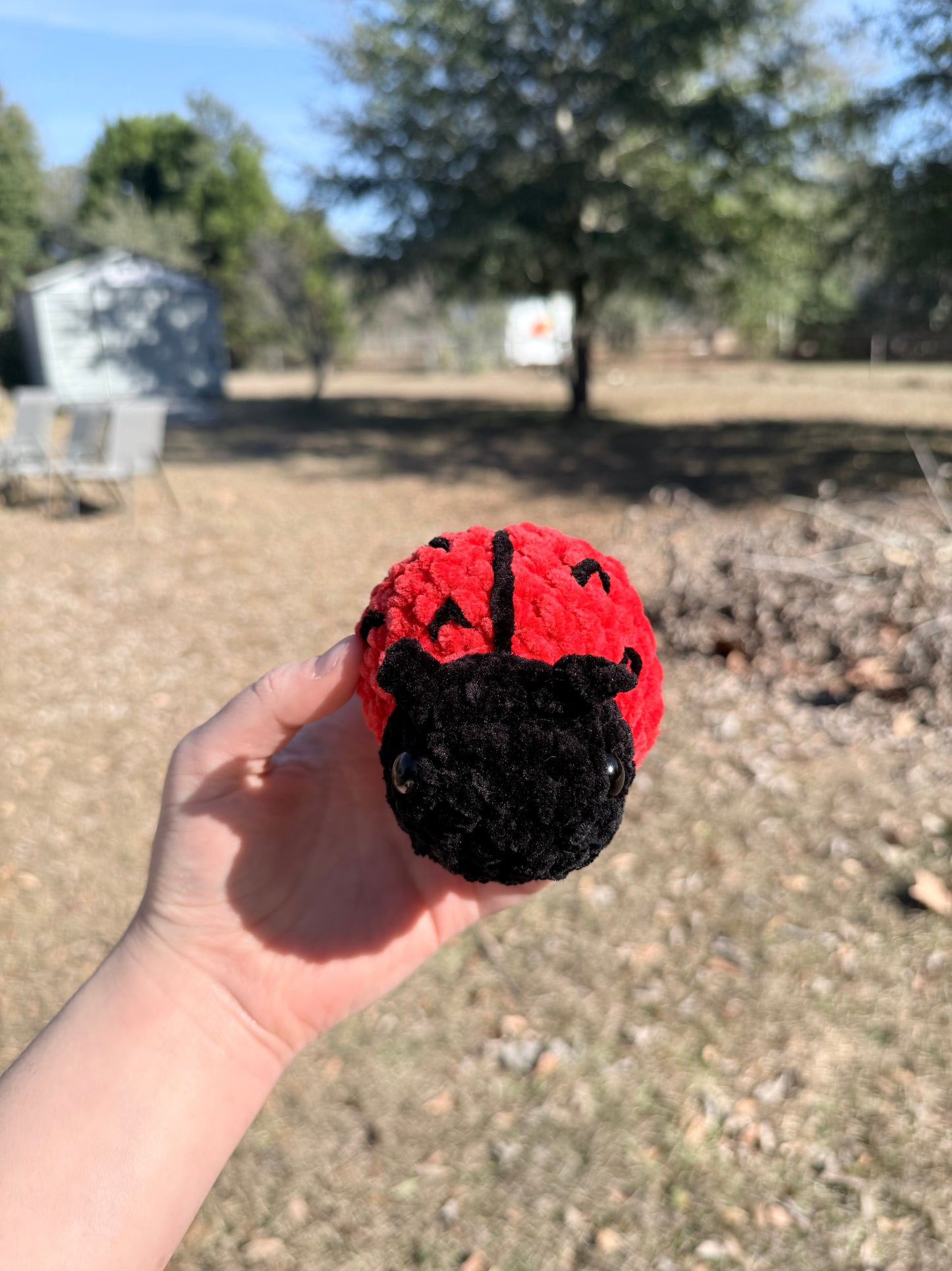 Ladybug