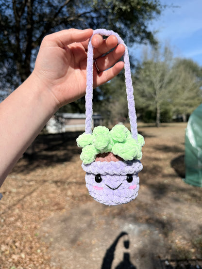 Hanging Plant