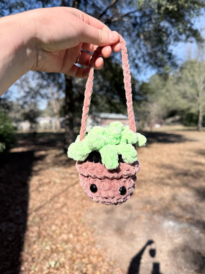 Hanging Plant