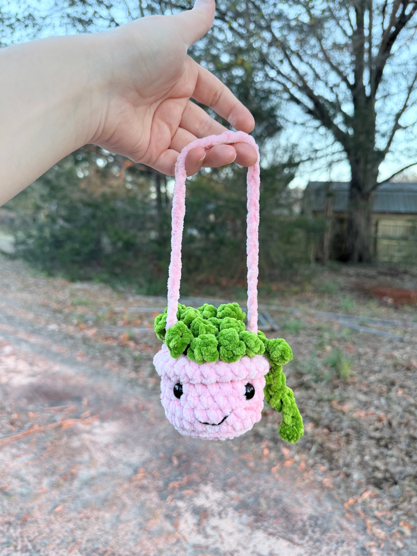 Hanging Plant