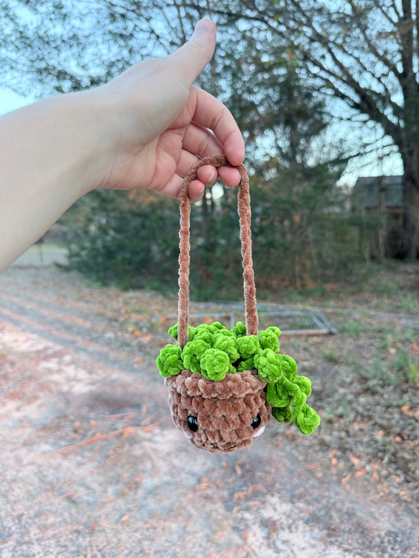 Hanging Plant
